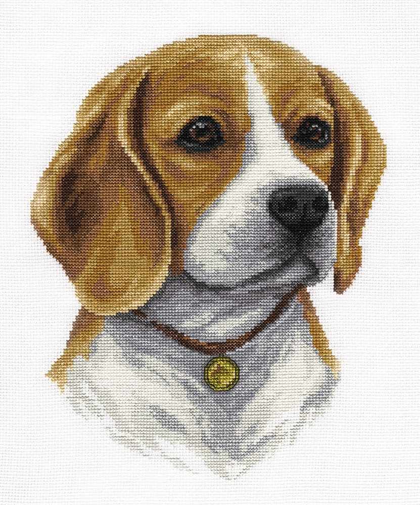Beagle